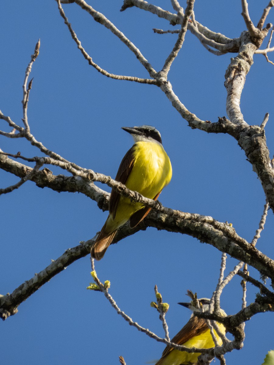 Great Kiskadee - ML632446826