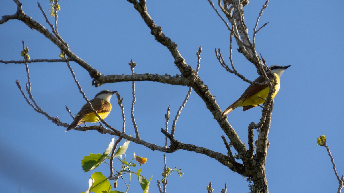 Great Kiskadee - ML632446827