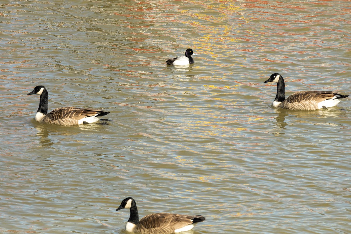 Lesser Scaup - ML632446839