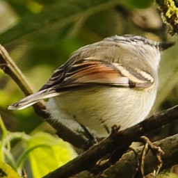 Rufous-winged Tyrannulet - ML632446850