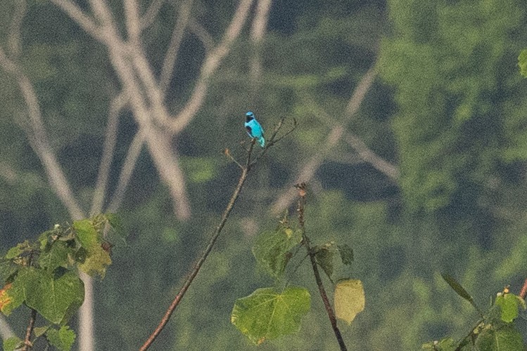 Turquoise Cotinga - ML632446871