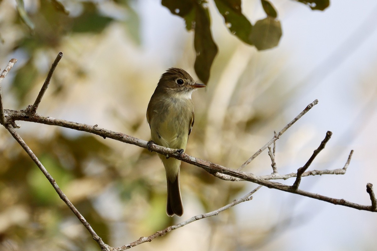 Mosquero Ventriamarillo - ML632446939