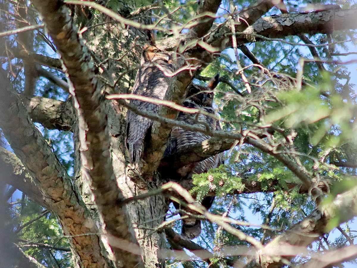 Great Horned Owl - ML632447379