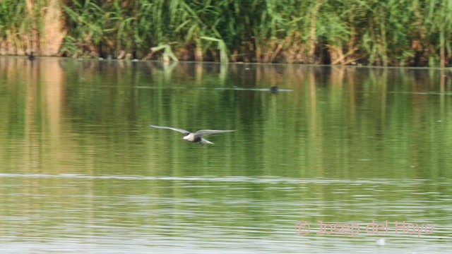 Whiskered Tern - ML632447444