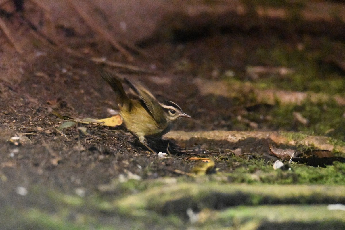 Three-striped Warbler (daedalus) - ML632447561