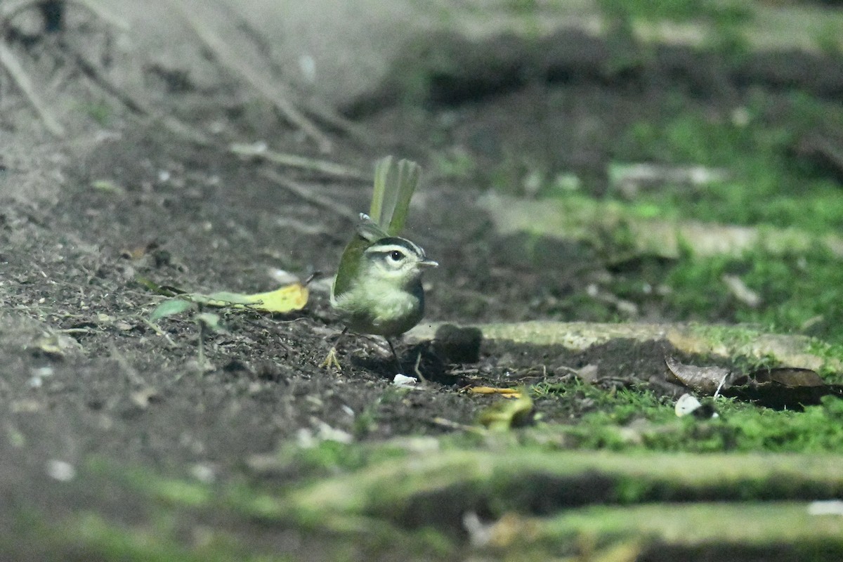 Three-striped Warbler (daedalus) - ML632447562