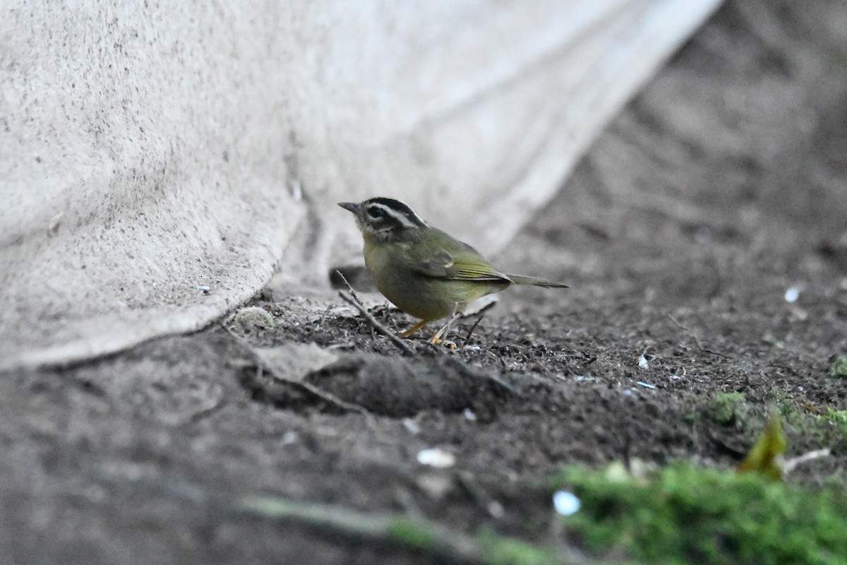 Three-striped Warbler (daedalus) - ML632447563