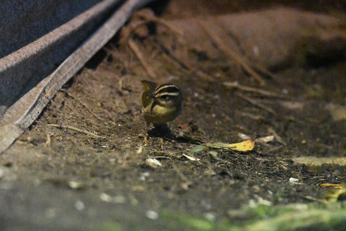 Three-striped Warbler (daedalus) - ML632447564