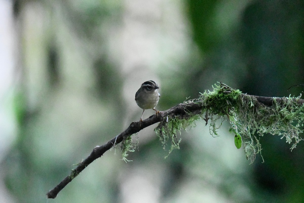Three-striped Warbler (daedalus) - ML632447565