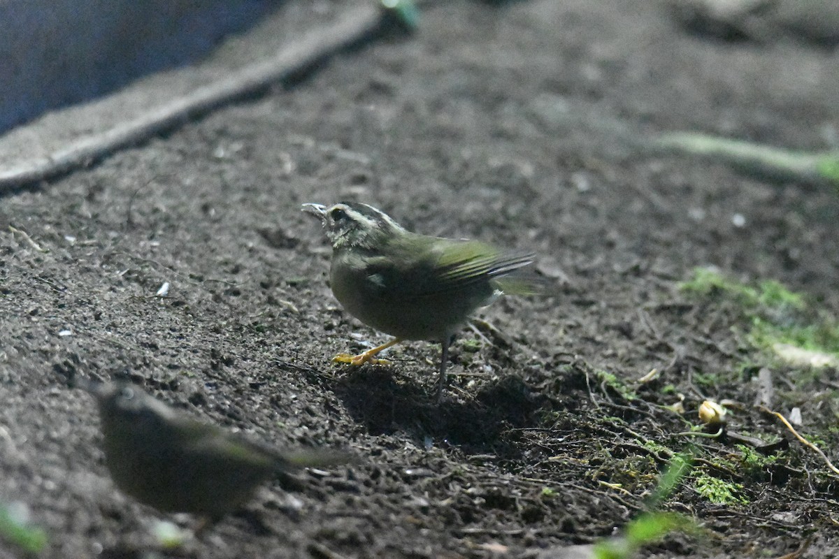 Three-striped Warbler (daedalus) - ML632447566