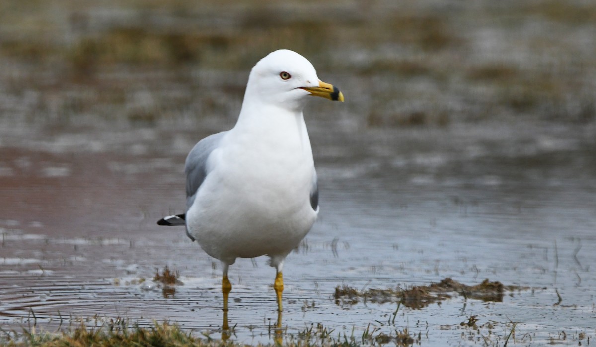 Ring-billed Gull - ML632447674