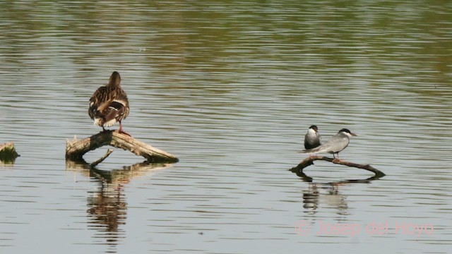 Whiskered Tern - ML632447838