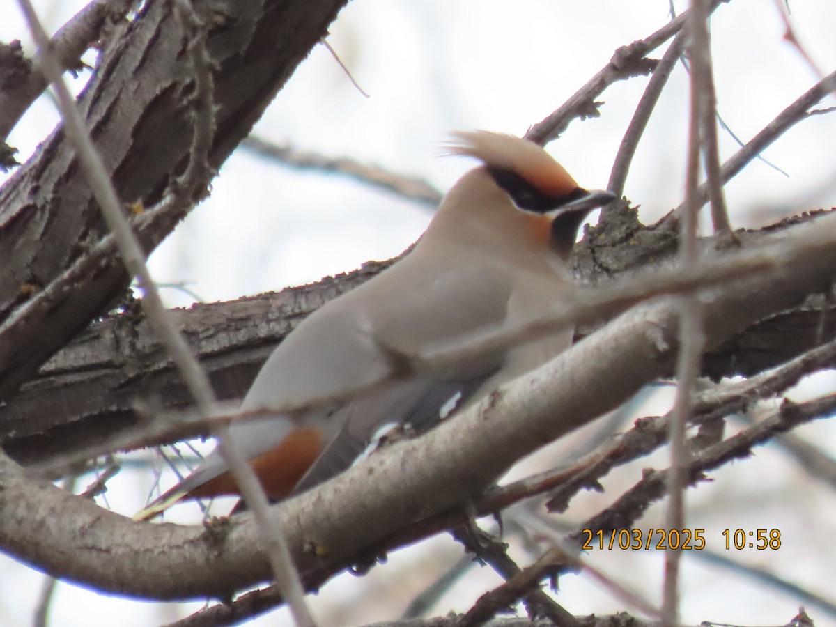 Bohemian Waxwing - ML632448069
