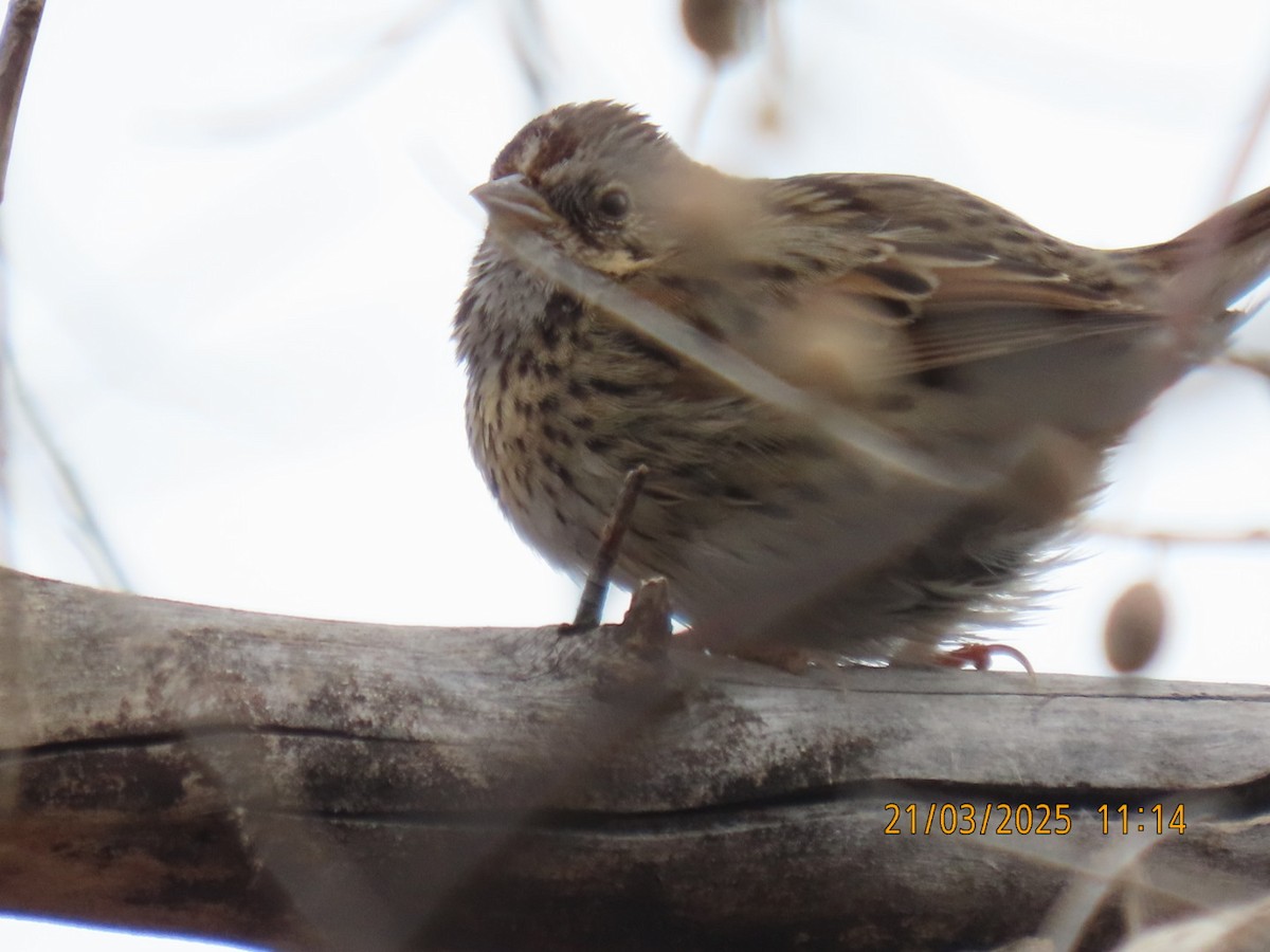 Lincoln's Sparrow - ML632448078