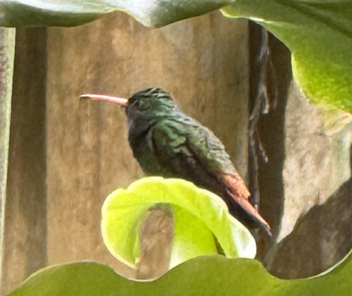 Rufous-tailed Hummingbird (Rufous-tailed) - ML632448115