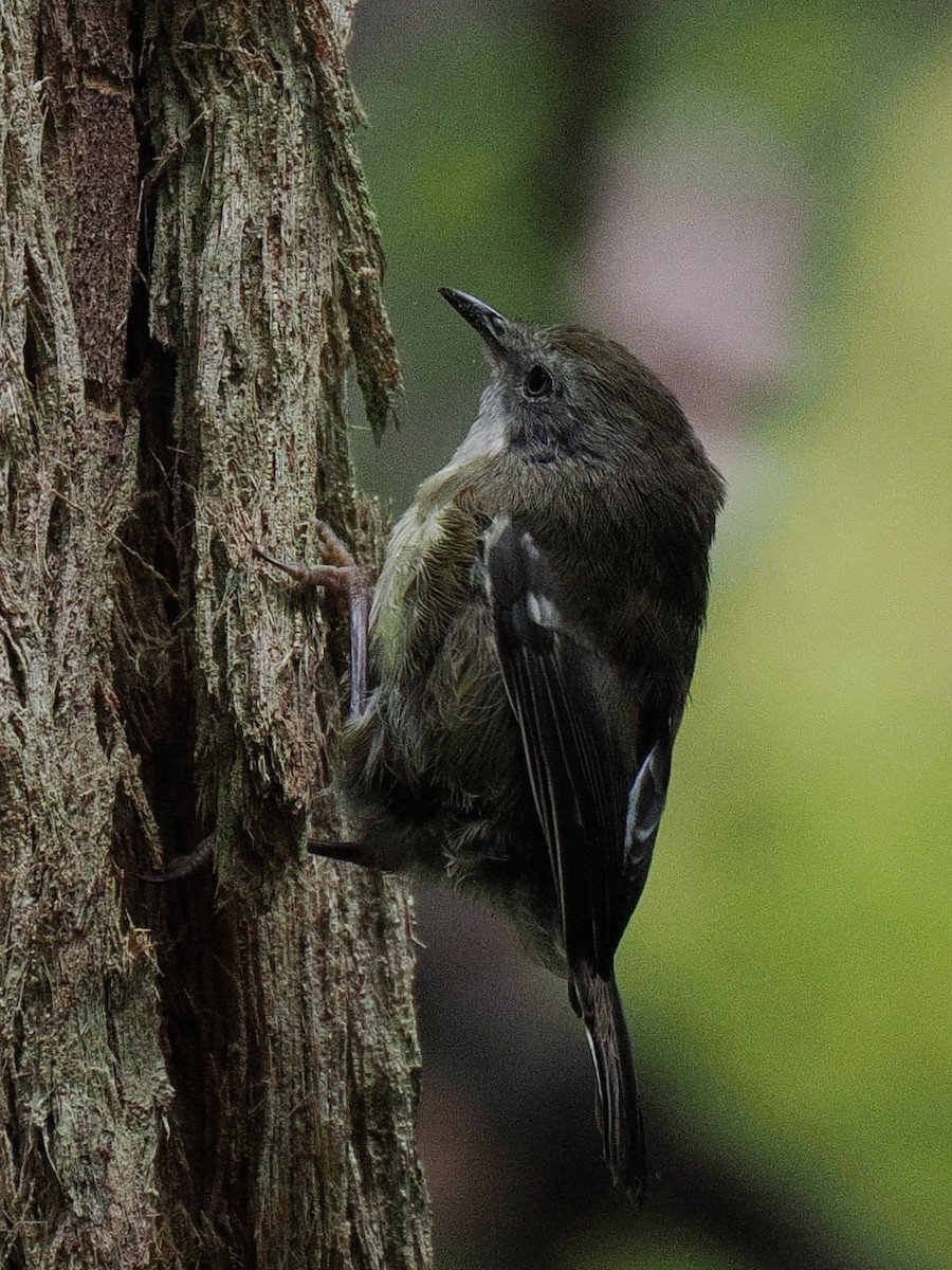 Scrubtit - ML632448152