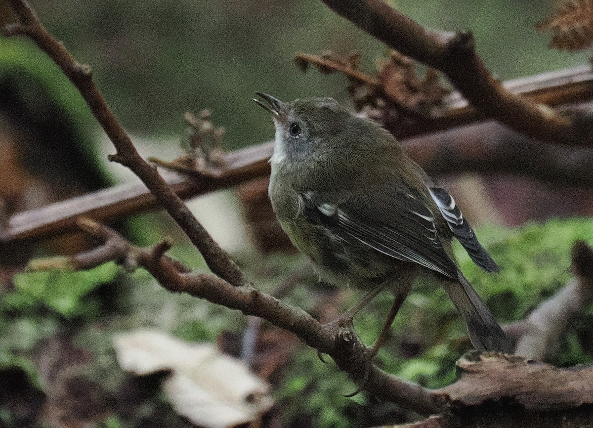 Scrubtit - ML632448154