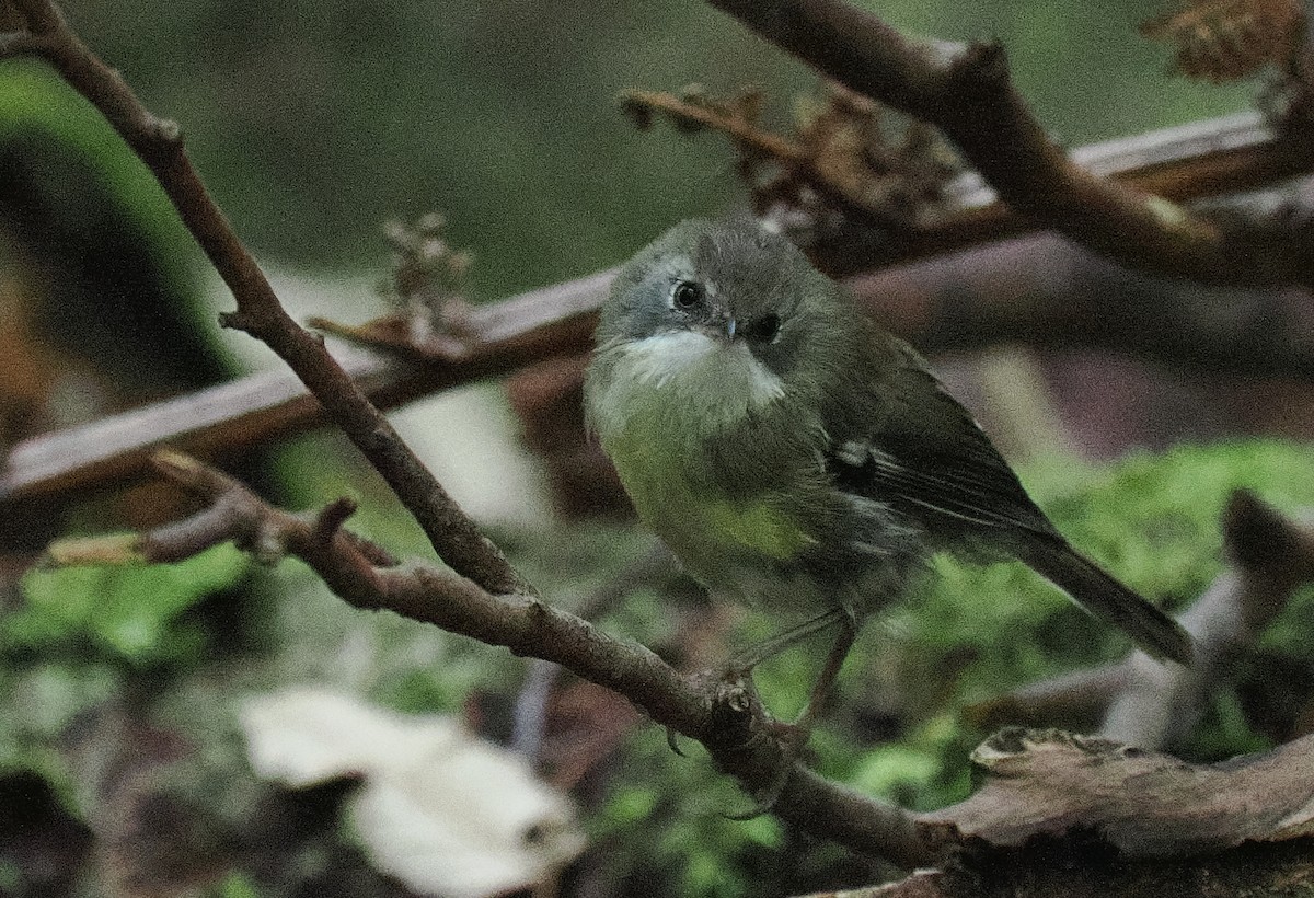 Scrubtit - ML632448156