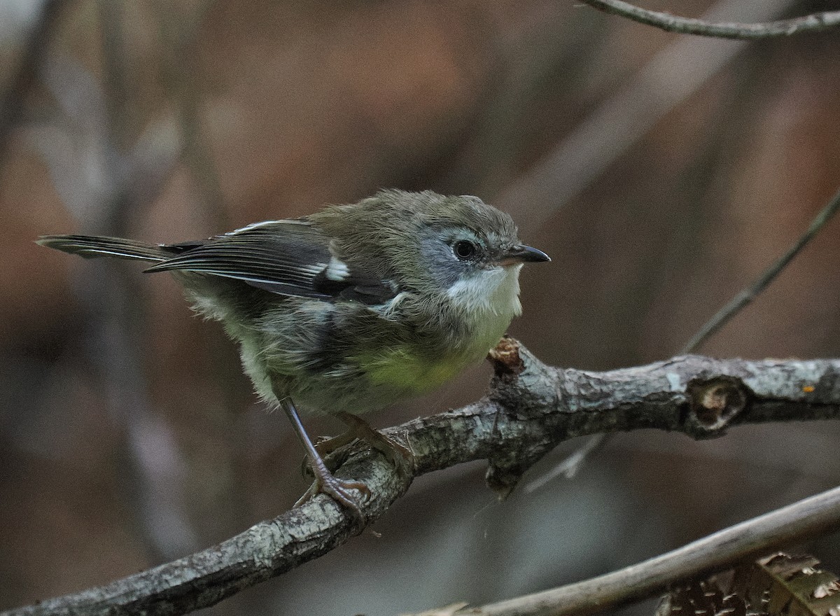 Scrubtit - ML632448157