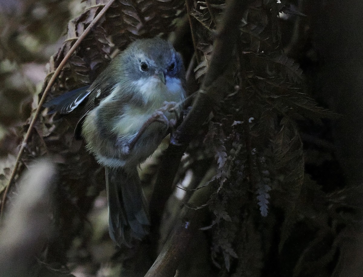 Scrubtit - ML632448158