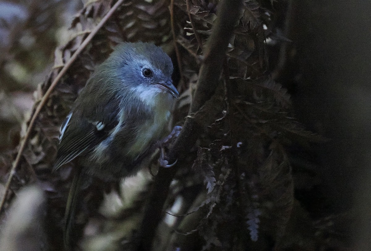 Scrubtit - ML632448159