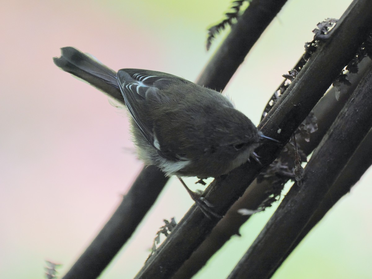 Scrubtit - ML632448160