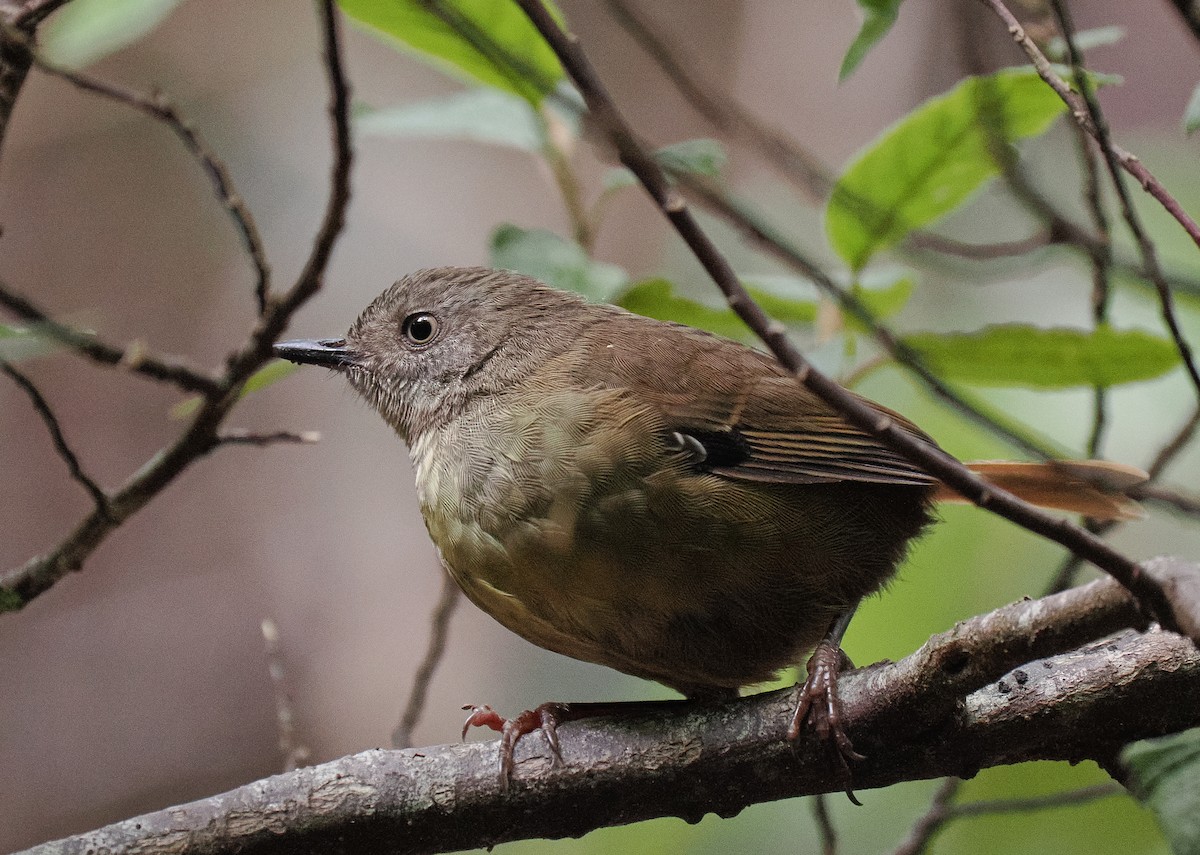 Tasmanian Scrubwren - ML632448161
