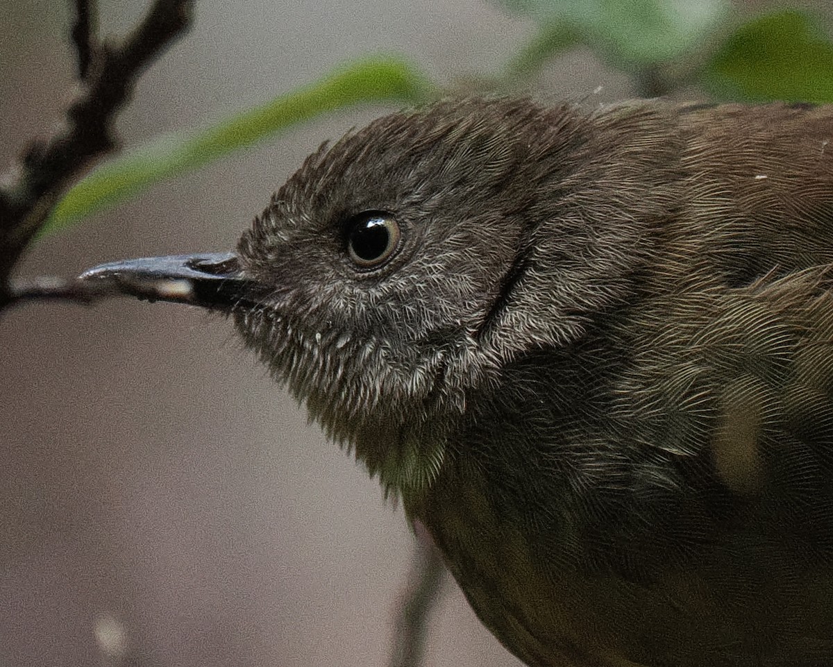 Tasmanian Scrubwren - ML632448166