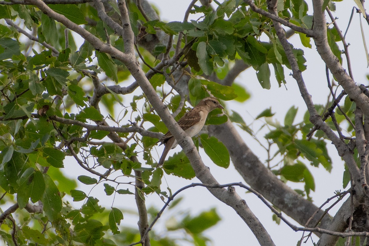 Yellow-throated Bush Sparrow - ML632448249