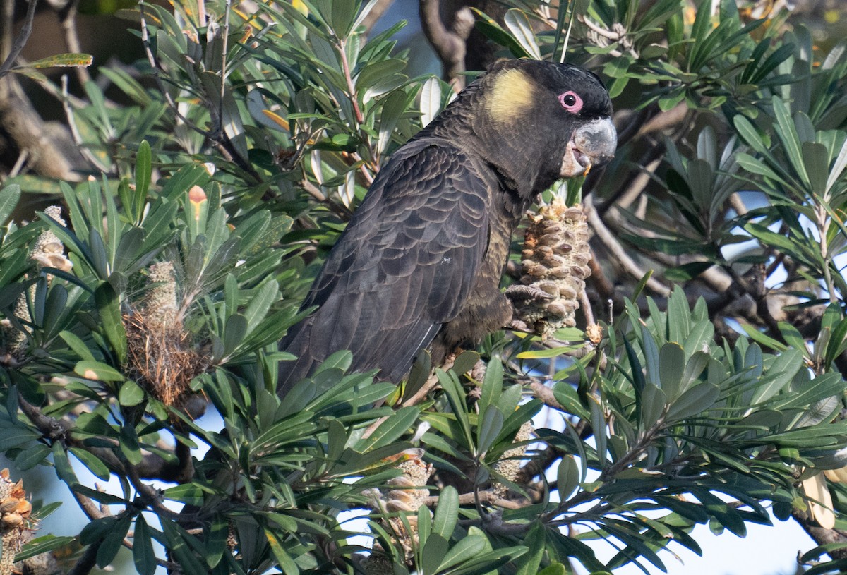 Yellow-tailed Black-Cockatoo - ML632448375