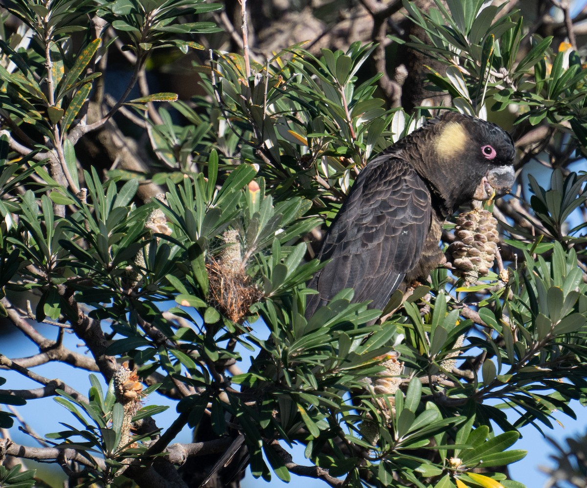 Yellow-tailed Black-Cockatoo - ML632448376