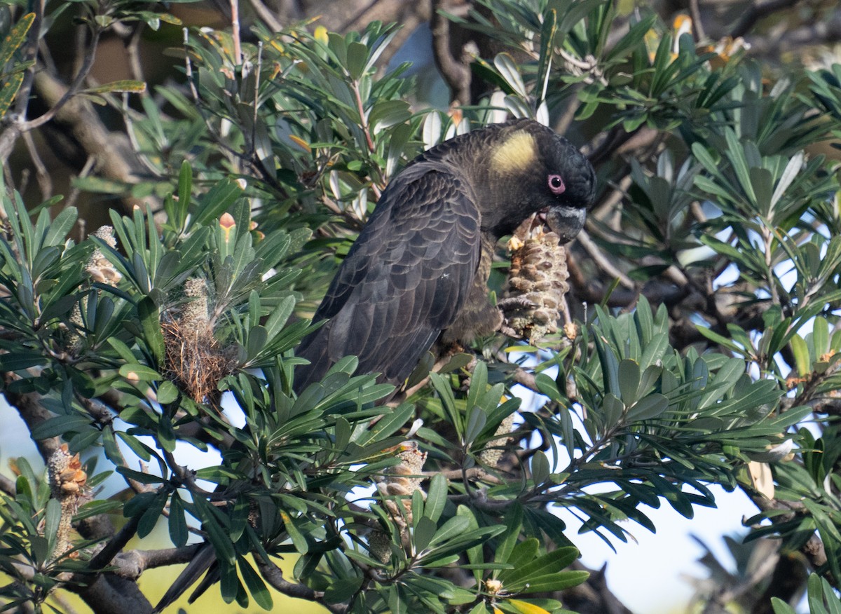 Yellow-tailed Black-Cockatoo - ML632448377