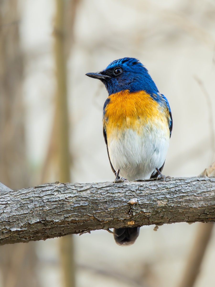 Blaukehl-Blauschnäpper - ML632448413
