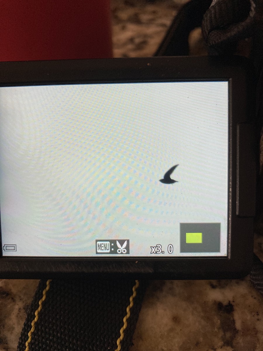 Chimney Swift - ML632448511