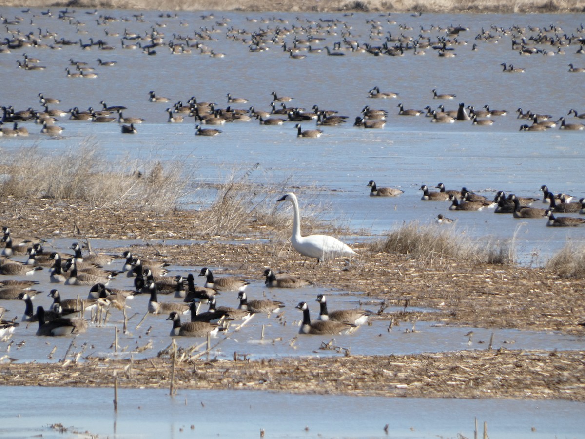 Гунгар хун - ML632448696