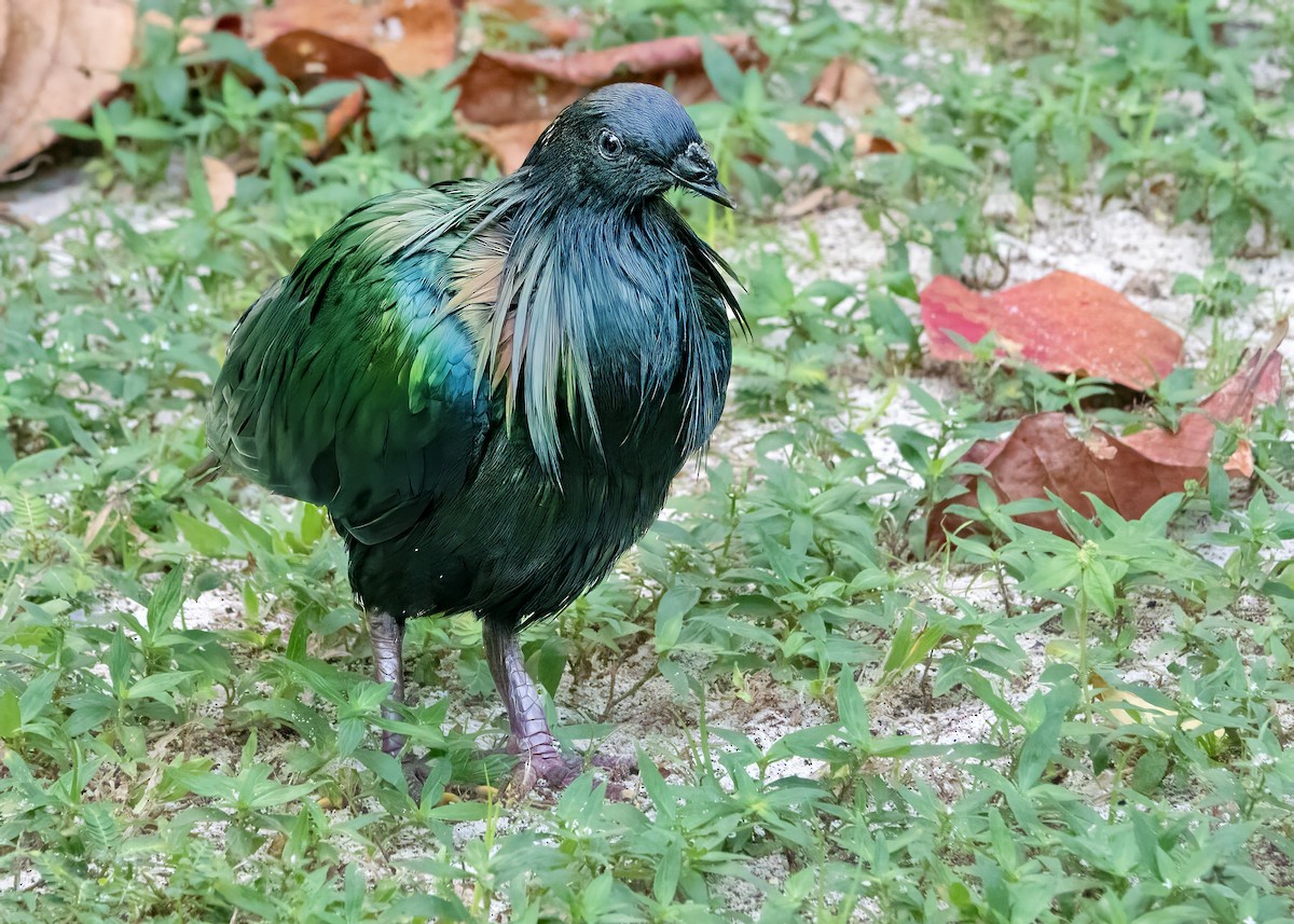 Nicobar Pigeon - ML632448837