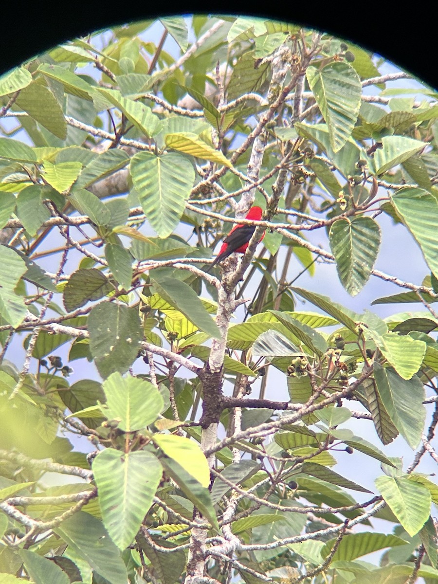 Scarlet Tanager - ML632449004