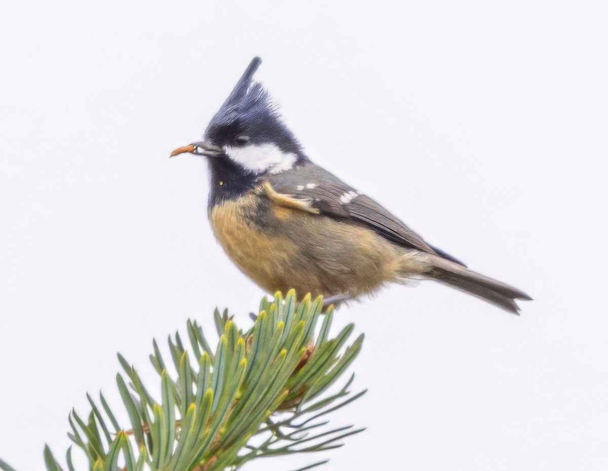 Coal Tit - ML632449143