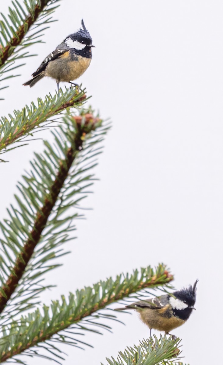 Coal Tit - ML632449144