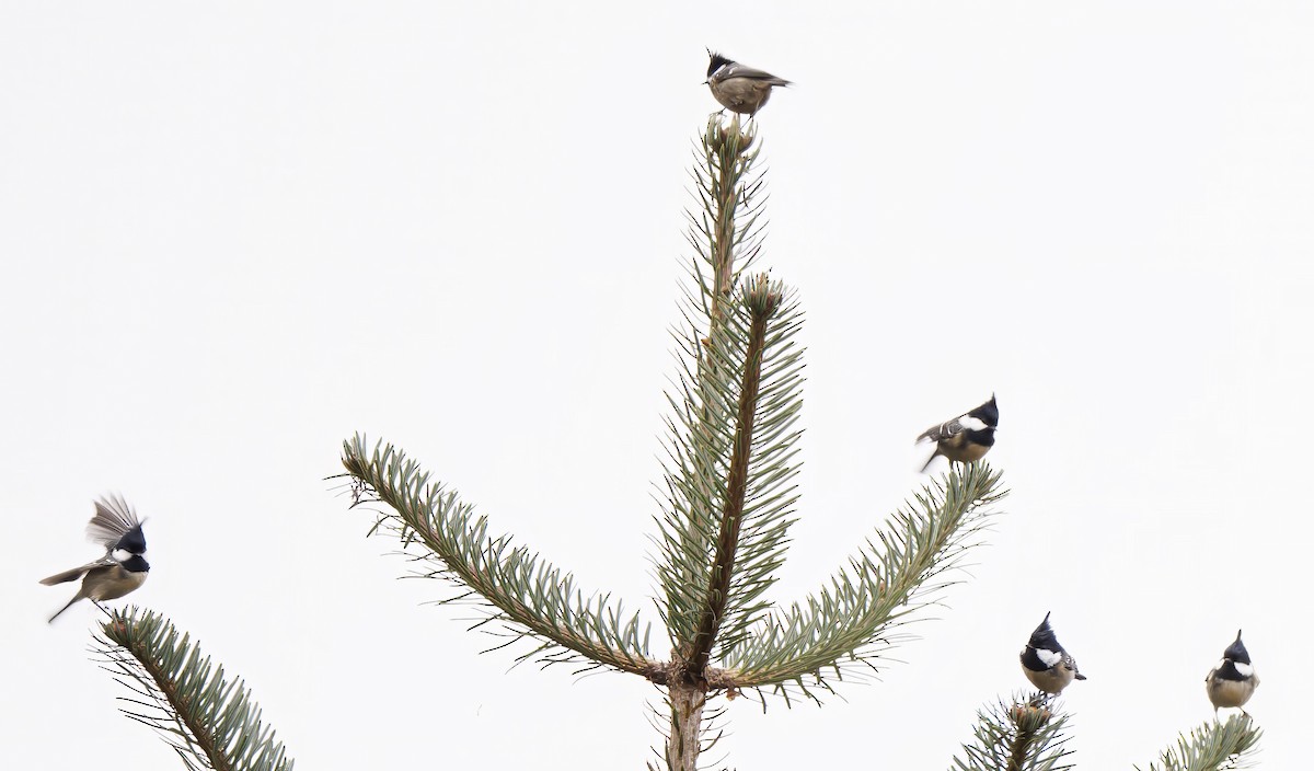 Coal Tit - ML632449145