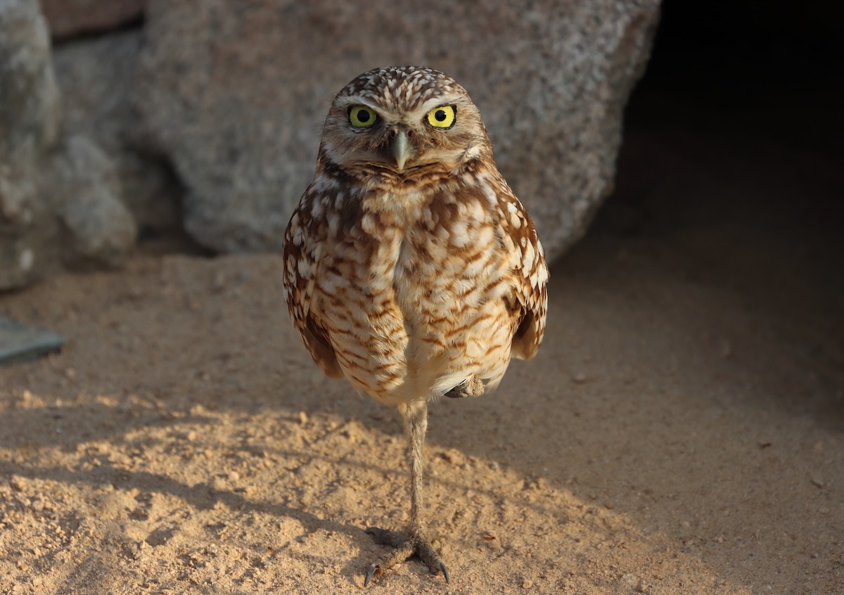 Сич американський - ML632449257