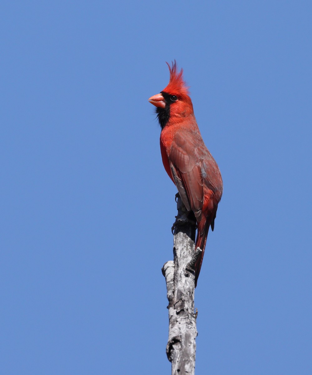 Cardinal rouge - ML632449350