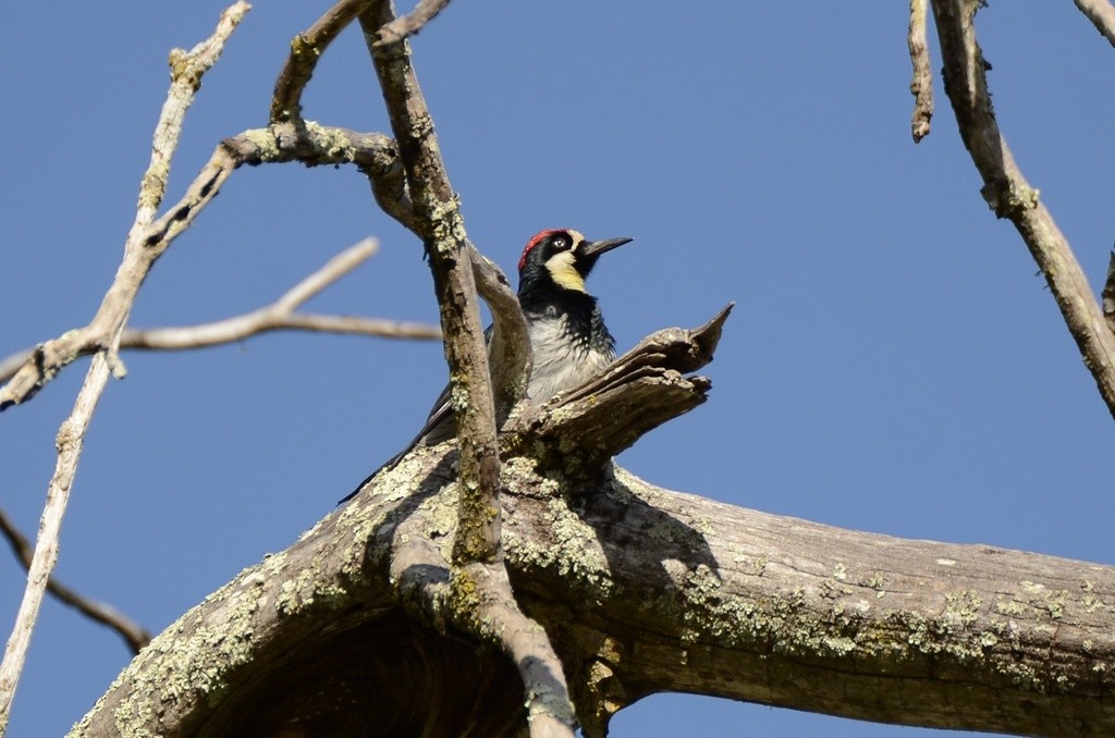 Acorn Woodpecker - ML632449403