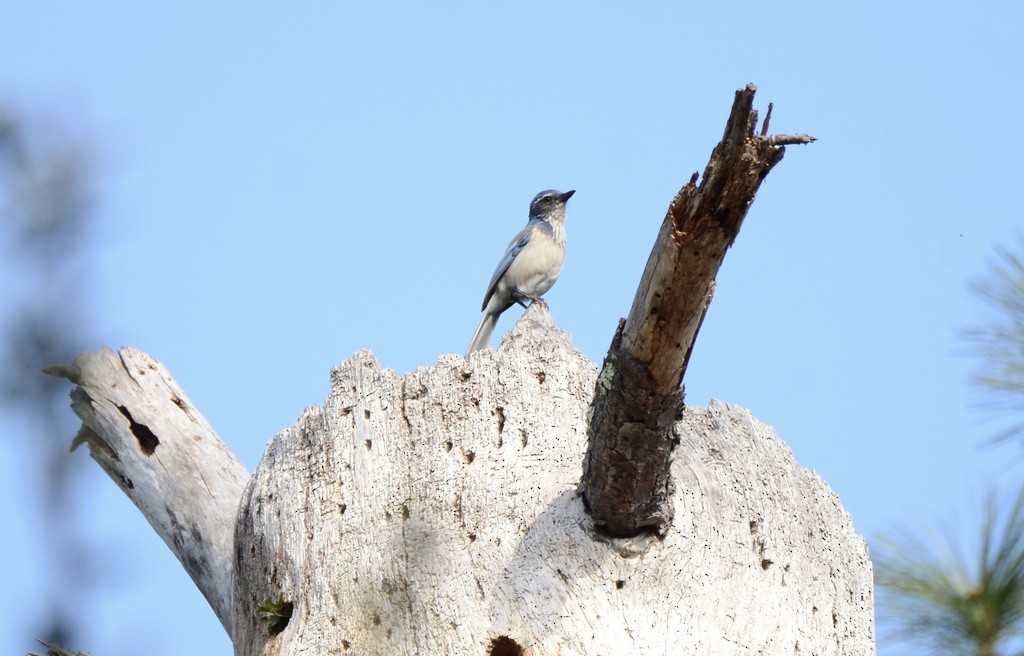 California Scrub-Jay - ML632449406