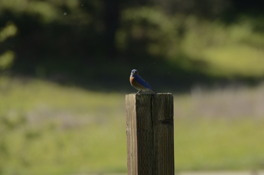 Western Bluebird - ML632449409