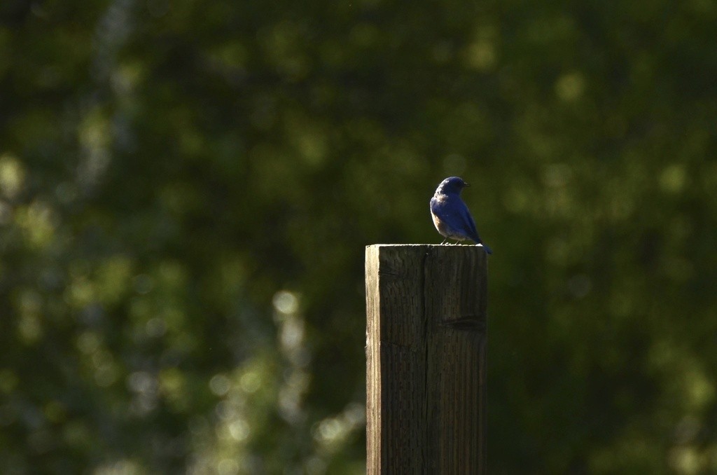 Western Bluebird - ML632449410