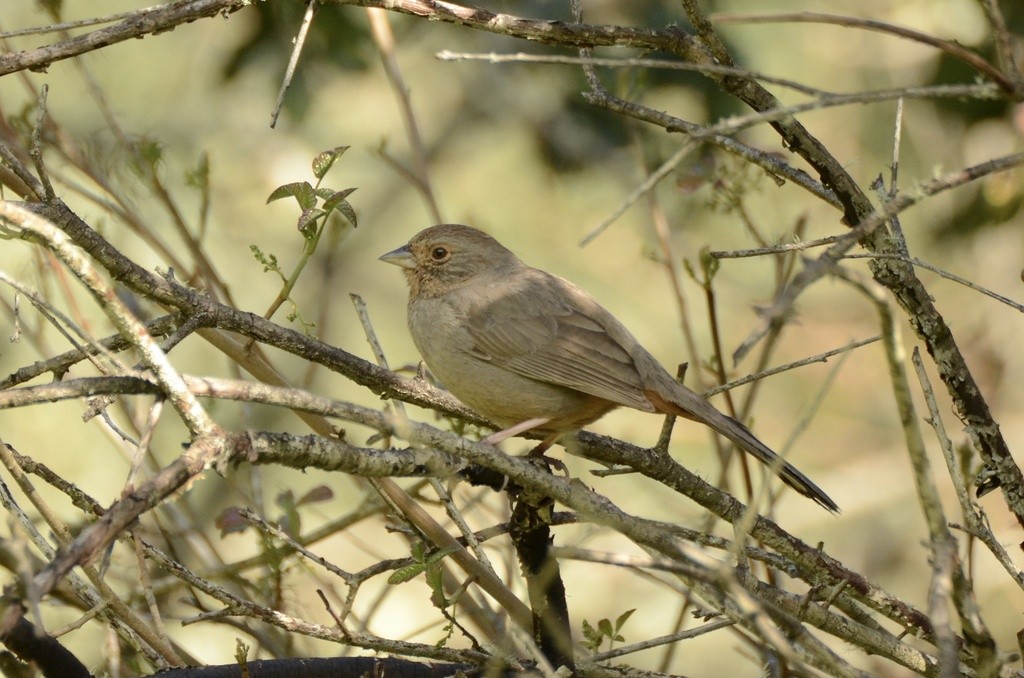 California Towhee - ML632449413