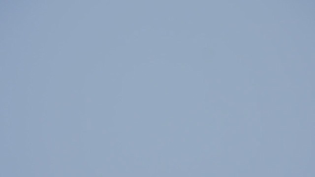 ラガーハヤブサ - ML632449467