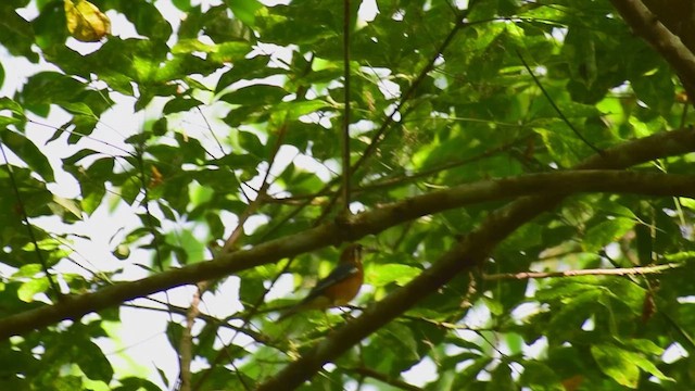 Orange-headed Thrush (White-throated) - ML632449497