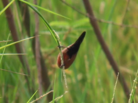 Black-lored Waxbill - ML632449521